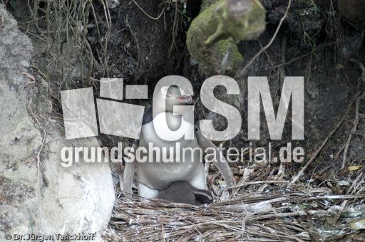 Gelbaugenpinguin (02 von 23).jpg